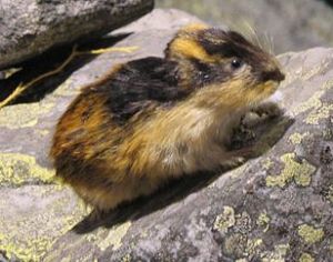 Lemming on a Rock