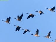 Geese Flying in Formation
