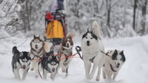 Sled Dogs