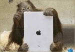 Apple and Orangutan
