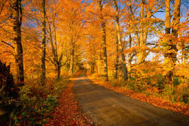 Fall Leaves Road